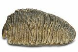 Woolly Mammoth Upper M Molar - North Sea Deposits #298474-2